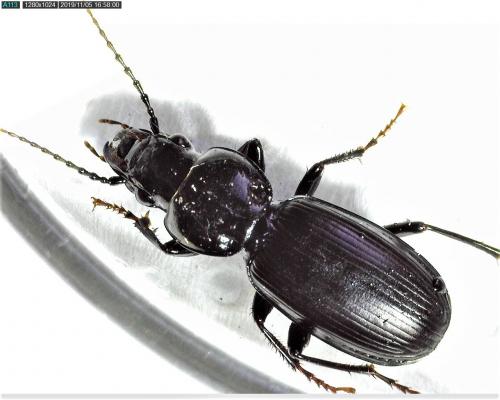 Pterostichus madidus